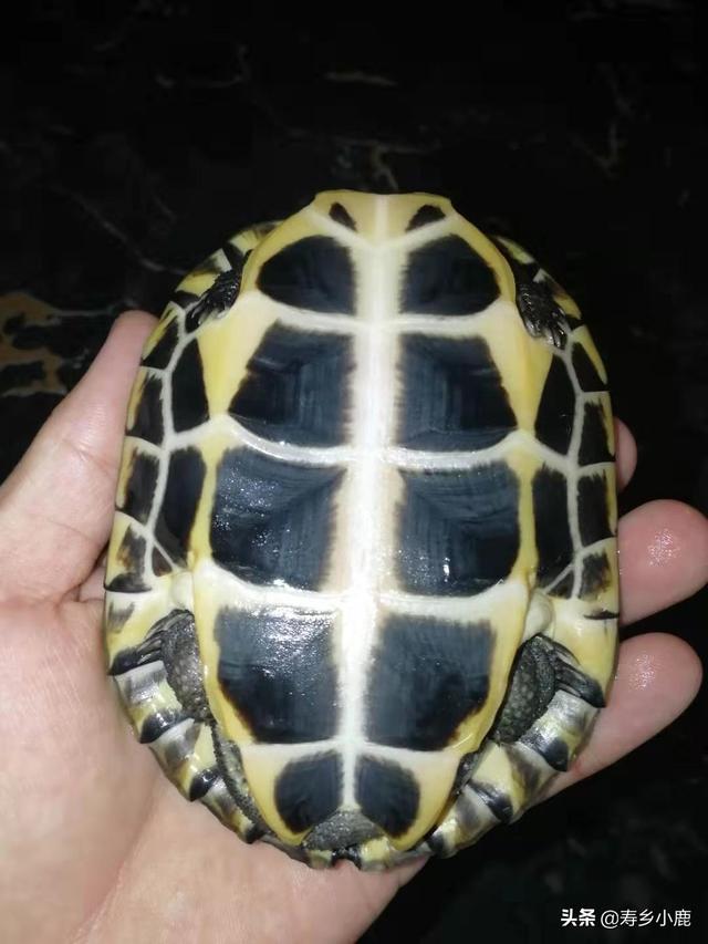 养金钱龟赚钱吗，养龟行业的分析（石金钱龟价格暴涨和暴跌的背后）