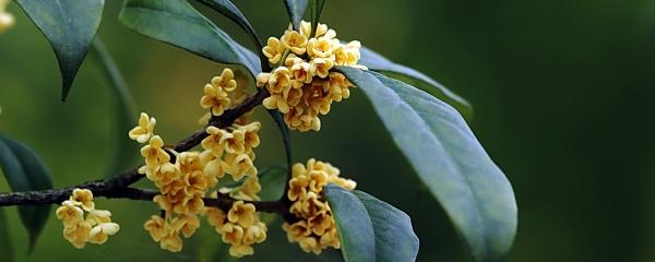 九里香的养殖方法，九里香盆景的养殖方法（桂花的养殖方法和注意事项）