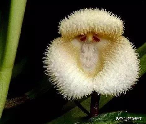 猴面小龙兰的繁殖方法，龙面花的繁殖方法（竟然有如此令人萌化的兰花花卉）