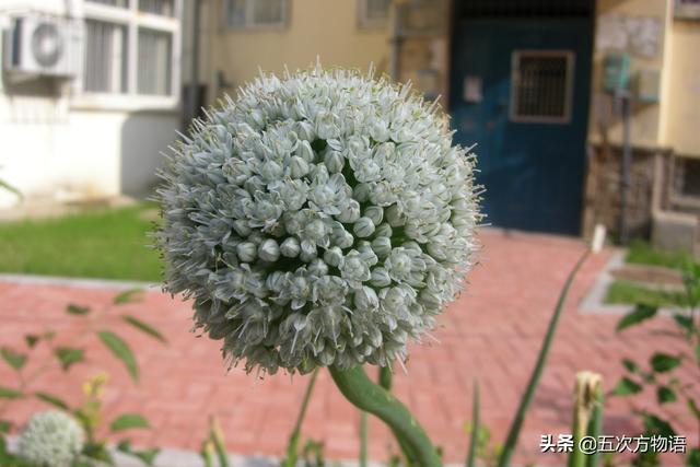 小葱和大葱的区别，小葱和大葱的区别有哪些（国内葱属蔬菜大全，你认识几个）