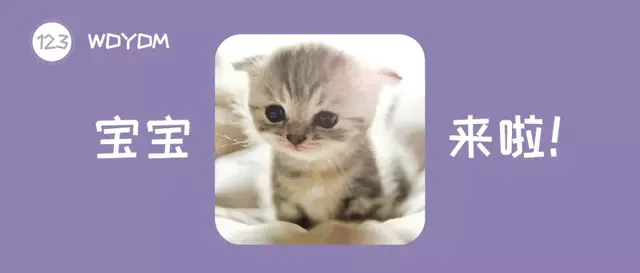 母猫配对成功后的表现，猫咪配对成功后的表现（如何掌握猫咪的发情周期）