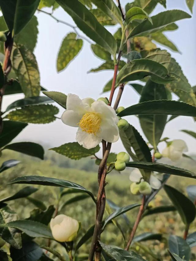 每天坚持爬山的好处，每天坚持爬山对身体好不好（经常爬山会给你带来什么样的变化）