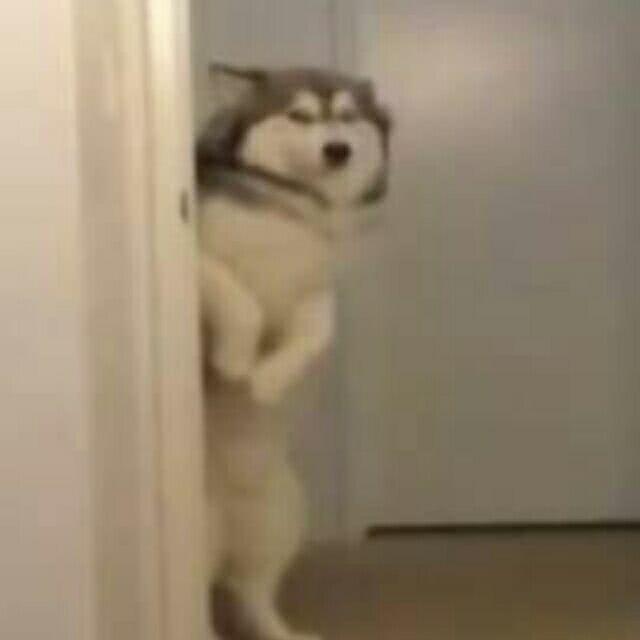 笑到窒息的沙雕情侣头像，搞笑，沙雕情侣头像微信（沙雕情侣们最爱的情侣头像）