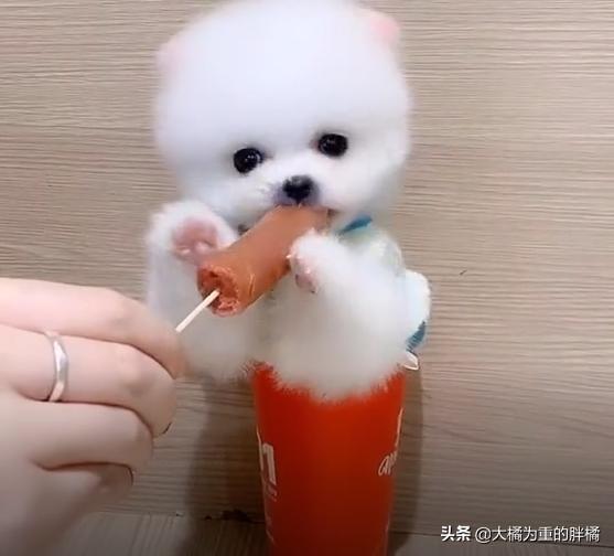 哪只博美犬最可爱最便宜，常被主人装在口袋里去散步