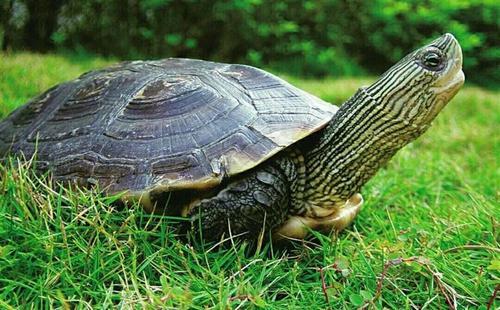 乌龟最怕的三个东西，乌龟怕的三个东西（乌龟最致命的天敌）