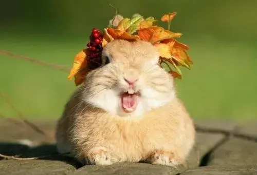 巨型安哥拉兔的八大生活习性，安哥拉兔是最大的兔子吗（你见过最大的兔子有多大）