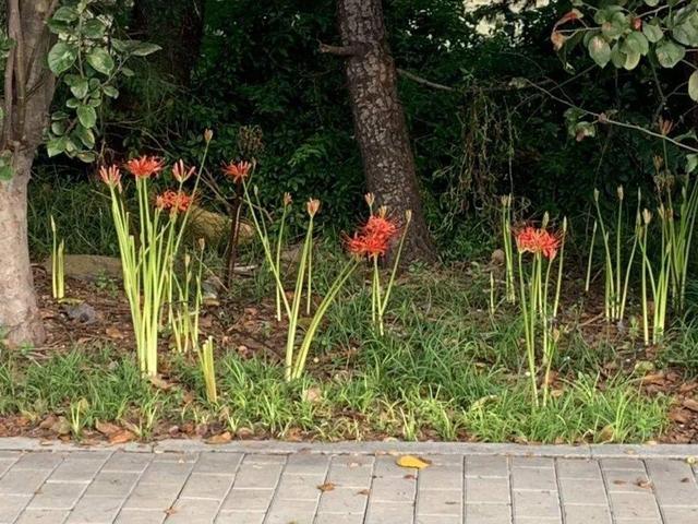 什么花是有毒的，什么花是有毒的图片（20种有毒花）