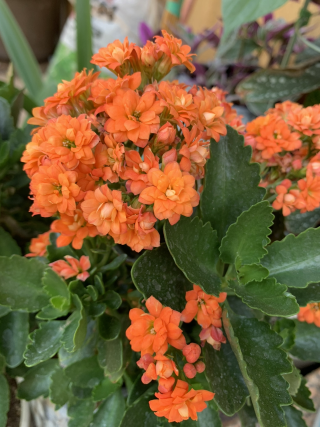 冬天开的花有哪些，冬天开的花有哪些20种...（1种花是冬季“爆品”）