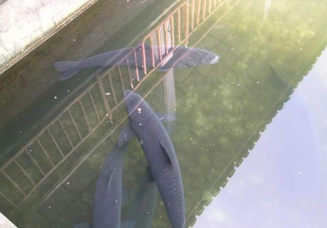 河蚌怎么养出珍珠，河蚌能不能产珍珠（河鲜嘴里的两种“宝”）