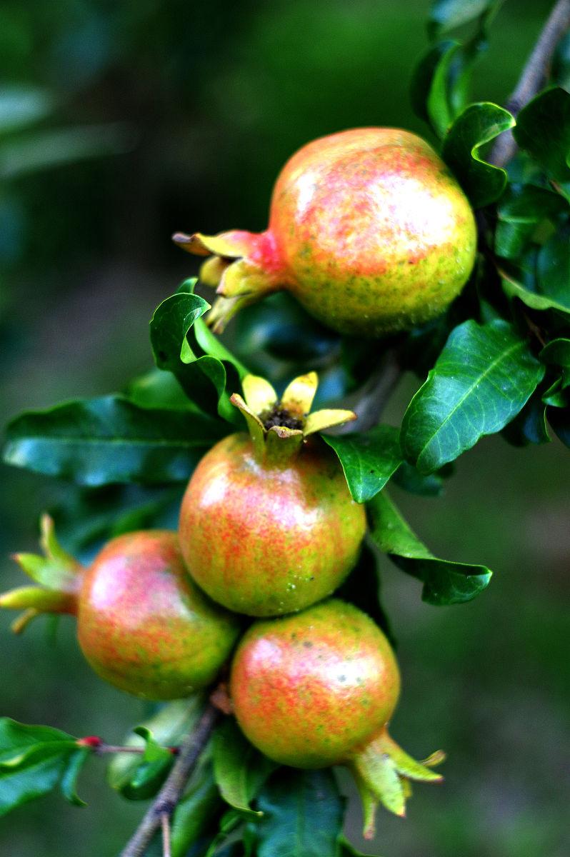 石榴树怎样剪枝，石榴树的剪枝方法（掌握4点方法，株型漂亮结果多）