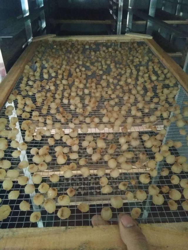 桂圆怎么存放，桂圆怎么存放时间久一点（教你2种好方法）