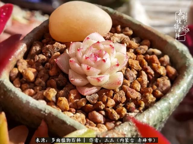 雪候鸟是什么意思，雪候鸟歌词表达什么意思（多肉于我从来不是锦上添花）