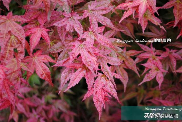 什么样的枫树填空。，什么的枫树填空词语二年级（增添了花园四季色彩之美）