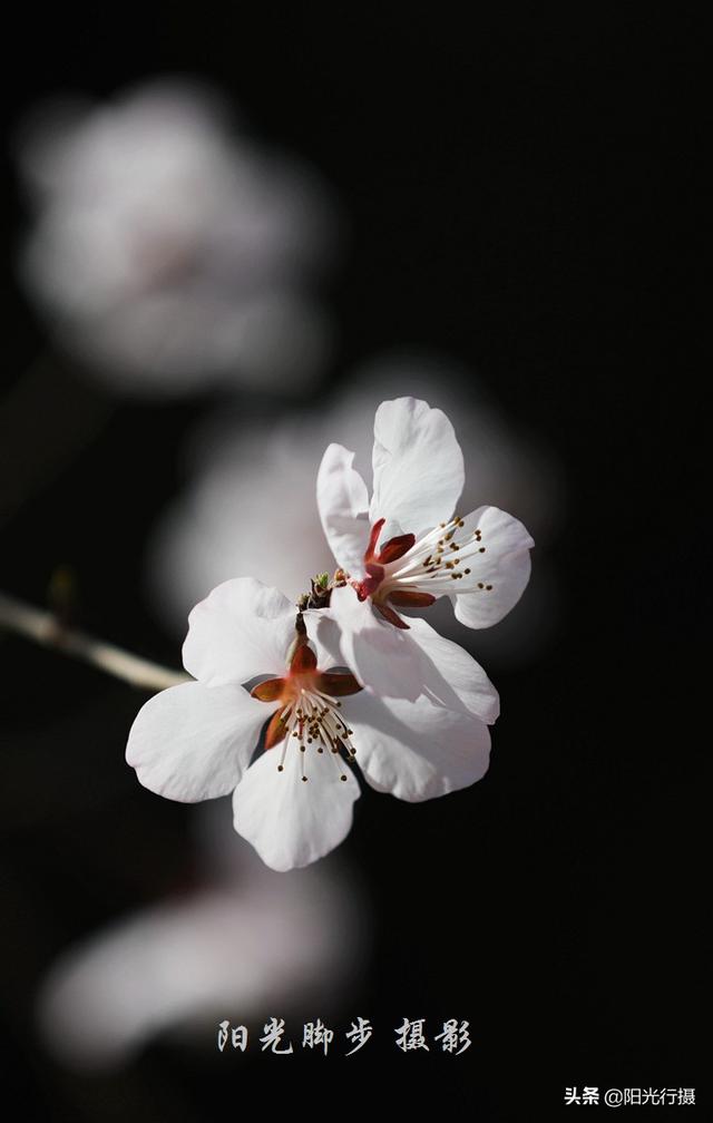 妁,桃之夭夭,妁妁其華(妁妁什麼意思)