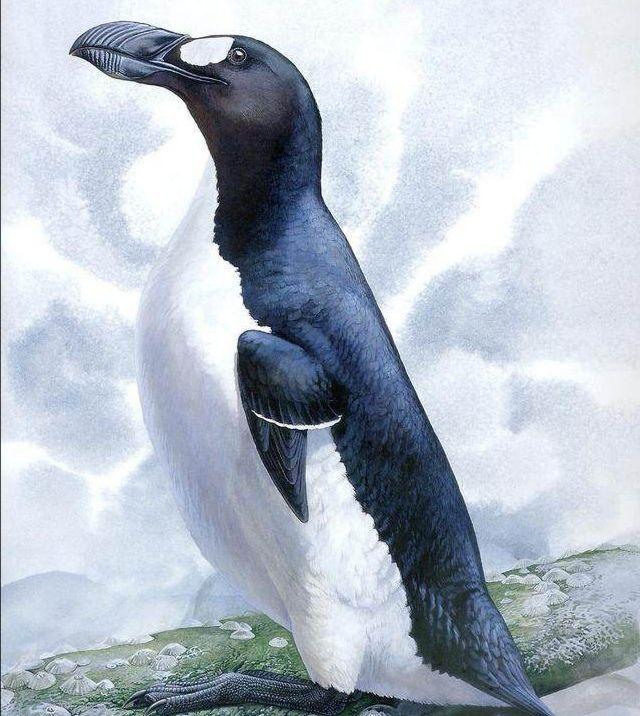 北极熊在南极还是北极，企鹅生活在南极还是北极（它们为何要在极地生存）