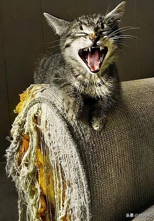 怎么防止猫咪抓沙发，怎么防止猫咪抓沙发跑（终于找到让猫咪不挠沙发的办法了）