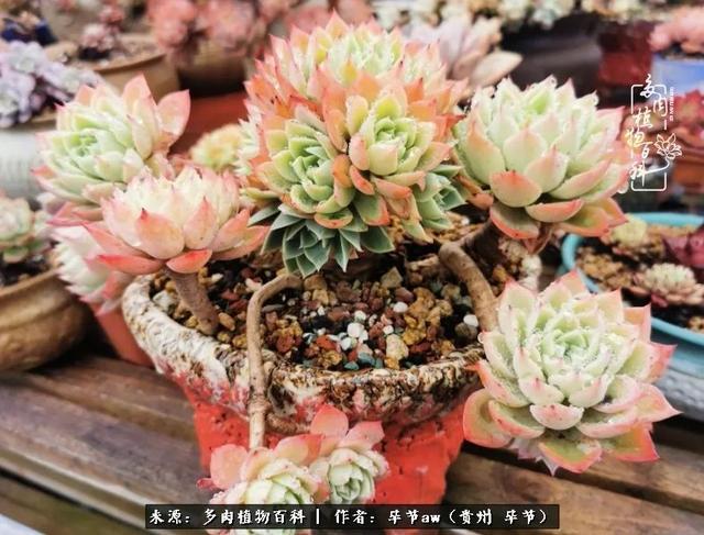 晴天橙子可爱头像微信，晴天橙子可爱头像（有多少次的会心一笑，全因多肉）