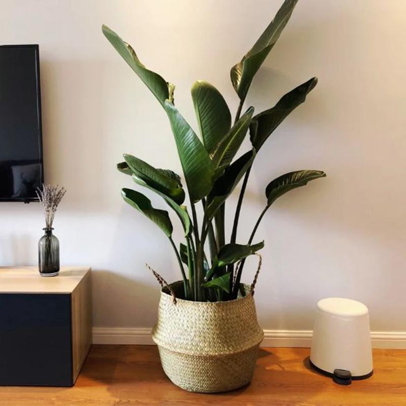 红铁树的作用与功效，红铁树的作用与功效是什么（分享10种寓意美好并且适合客厅种植的植物）