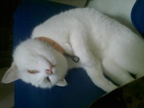 猫咪常见6种睡姿，猫咪的四种睡姿代表不同心理活动