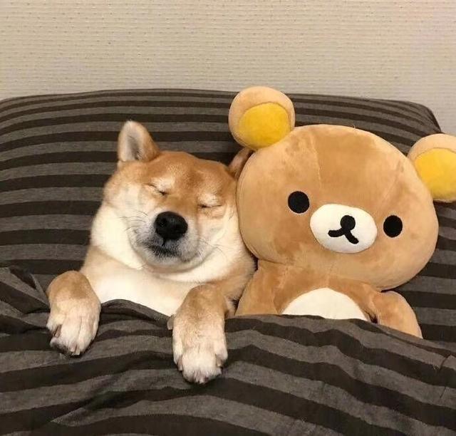 柴犬图片大全可爱，可爱柴犬图（分享一组可爱的柴犬狗狗微信头像）