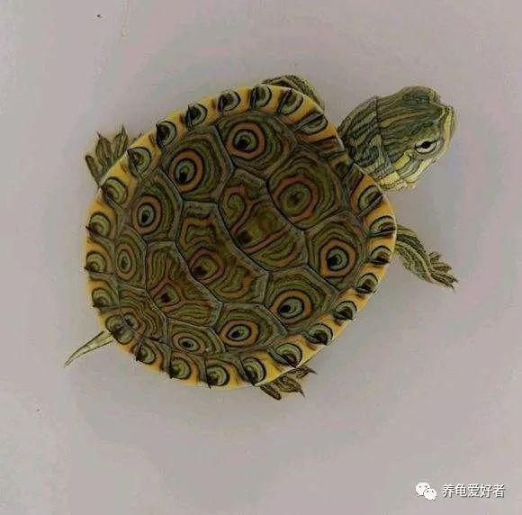 什么龟好养又好看，哪种龟好养且颜值高（还价格实惠的龟有哪些呢）