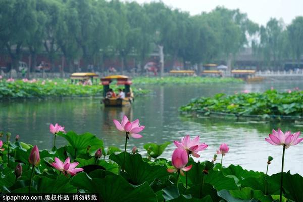 颐和园必看十大景点，颐和园有哪些景点值得去玩（这10个最美赏荷地等你来）