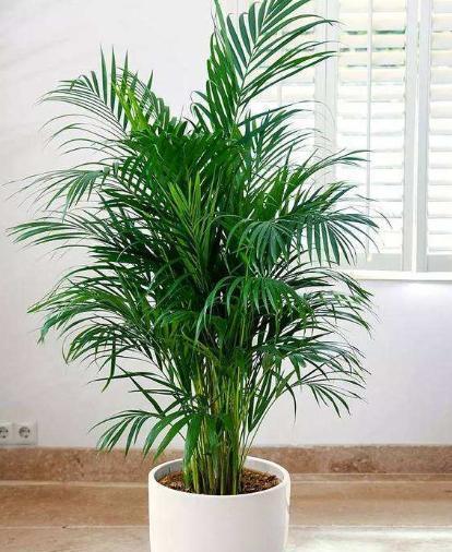 散尾葵的养殖方法和注意事项，一年四季最好养活的室内绿植（那就养盆散尾葵）