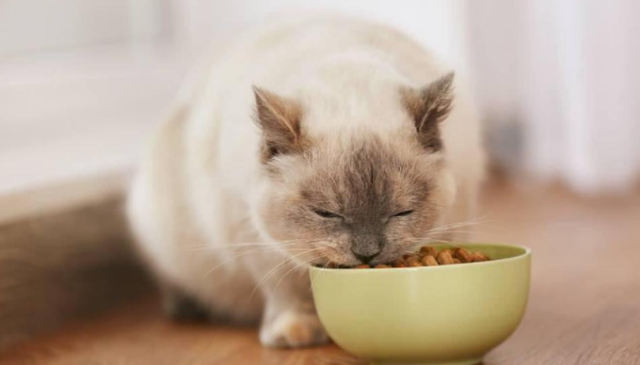 猫跳蚤怎么去除，猫跳蚤怎么去除最有效（猫咪去跳蚤的“偏方”）