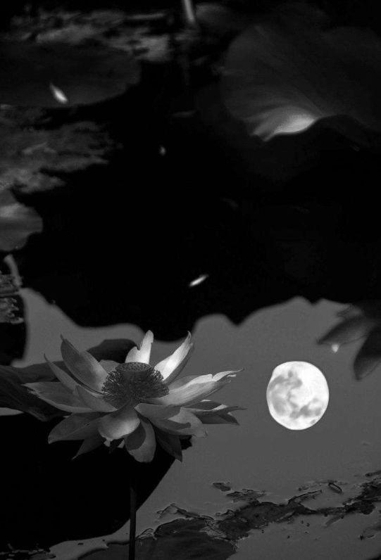 带夜的诗句，带夜的诗句飞花令100句（在寒夜里读首古诗词）