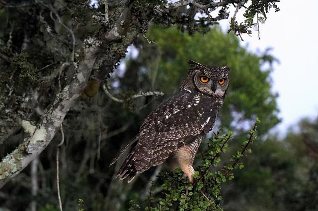 猫头鹰最怕什么东西，猫头鹰叫后多久会死人（晚上却能化身“黑夜使者”）