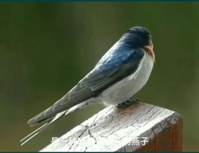 燕窝是怎么来的，什么是燕窝（为什么说燕窝是燕子的口水做的）