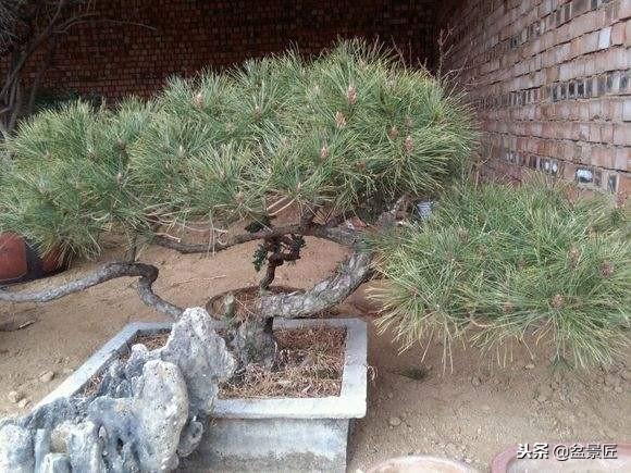 茶油树（茶油树苗），油松做盆景好看好养（茶油树种子）