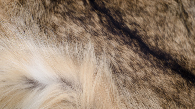 毛圈布是什么面料，绒布和毛圈布哪个面料好（机织针织面料分类）