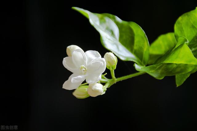 茉莉花的养殖方法和注意事项，茉莉花的养殖方法和注意事项是什么（养茉莉也要用心）