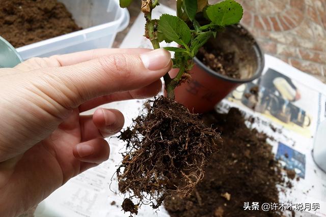 月季为什么不开花只长叶子，月季不开花只长叶子的原因处理方法（月季瘦弱、枝叶稀疏不开花怎么办）