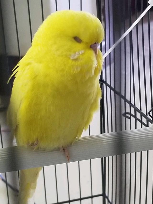 虎皮鹦鹉,动辄上千元的虎皮鹦鹉原来长这样(虎皮鹦鹉的养殖方法和注意