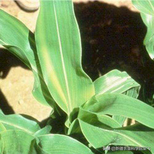 硫酸锌化学式，硫酸铁化学式怎么写出来的（滴灌玉米如何科学补充锌）