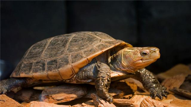 乌龟为什么不吃东西，夏天乌龟为什么会不吃东西（乌龟不吃东西怎么办）