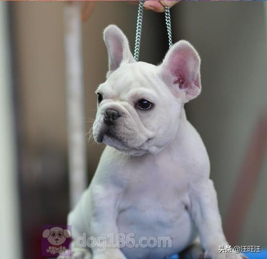 怎么挑法斗幼犬，法斗犬注意什么（你不能不知道——————————法国斗牛犬选购技巧）
