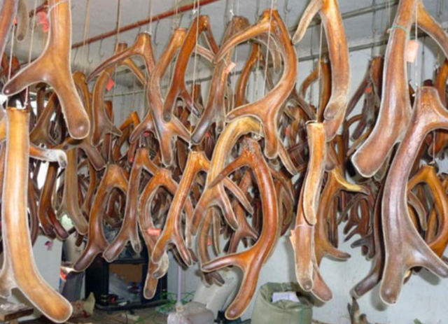 鹿角为啥会自然脱落，鹿角每年都会自然脱落