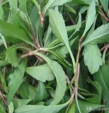 碱蓬菜的功效与作用，碱蓬的功效与作用（山野菜大全）