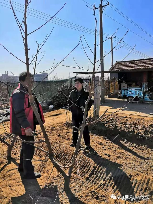 桃树在春天怎么剪枝，春季桃树实地修剪指导实例