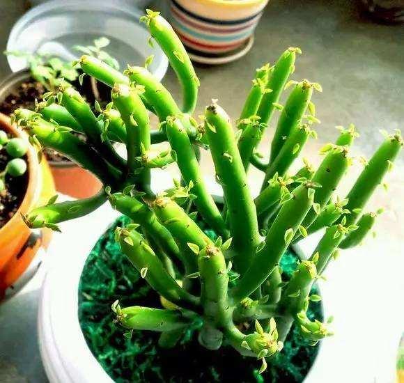 67种有毒多肉，这些多肉谨慎买