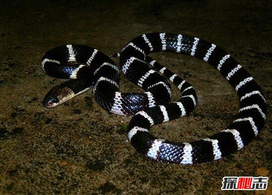 中国最毒蛇第一名，中国第一毒蛇是什么蛇（中国十大毒蛇排行榜）