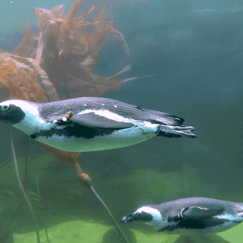 企鹅都有哪几种分别生活在哪里呢，企鹅都有哪些（详解世界上的18种企鹅<一>）