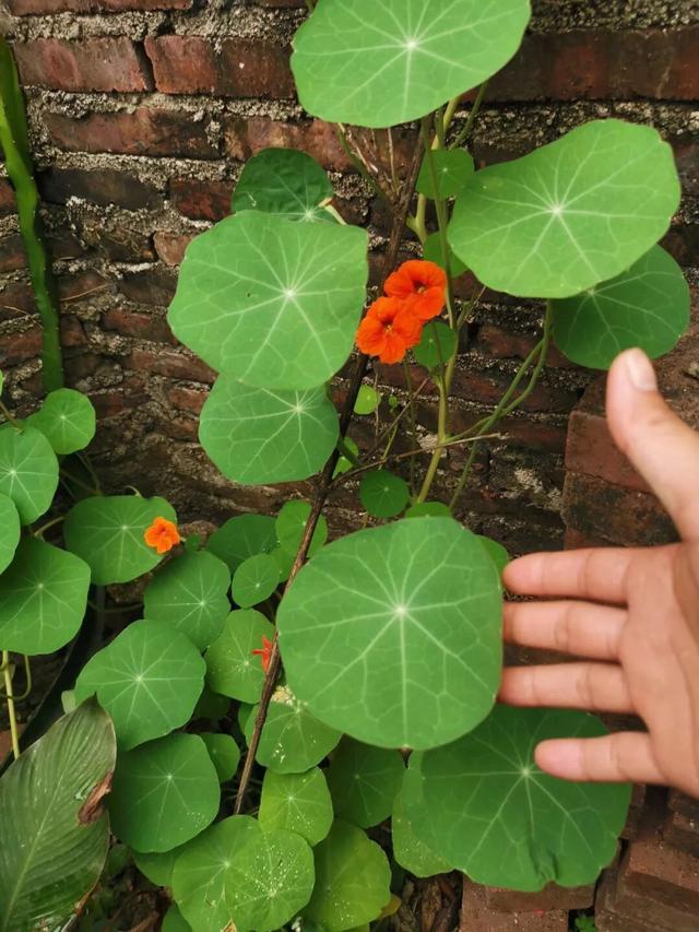 旱荷花一年四季能开花吗，​这1种花可爬藤