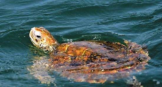 海龟是两栖动物吗，海龟是不是两栖动物（海龟历史久活得还久）