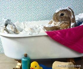 宠物兔子怎么养，养100只兔子一年的利润（只喂下萝卜就可以了么）