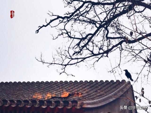 轻烟老树寒鸦什么意思，轻烟老树寒鸦前面一句是什么（不妨跟着“古诗”拍拍看）