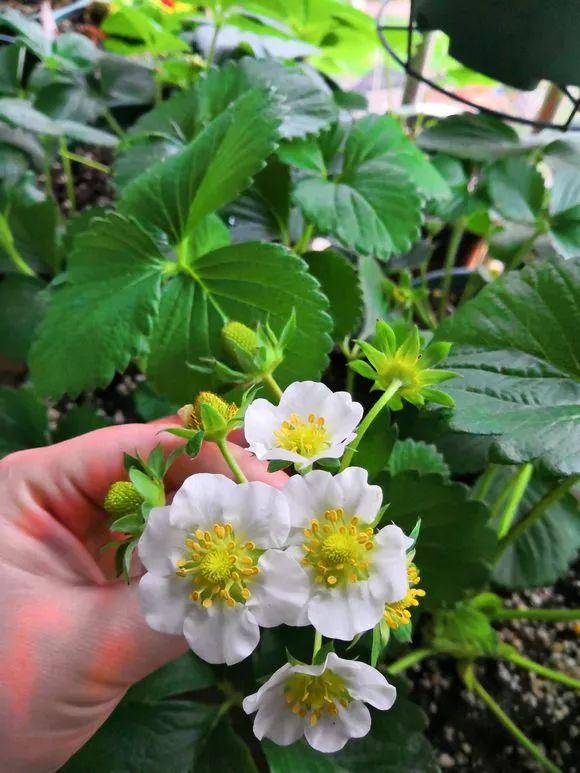 霸王花是火龙果的花吗，昙花、霸王花、火龙果花和令箭荷花的区别（奶奶把一根枝插土里）